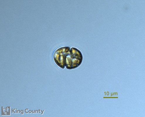 Photo of Karlodinium